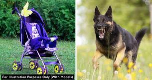 Dog Rescues 2-Year-Old Girl From An ‘Attempted Kidnapping’ While On Family Outing