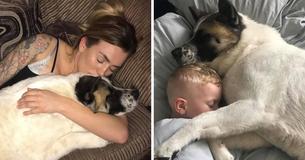 Loyal Dog Saves Pregnant Owner's Life After It Keeps Crying And Nudging Her To Seek Medical Help