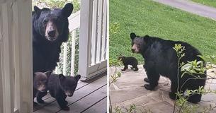 Man Builds Friendship With Bear And Years Later Meets Her ‘First Litter’ Of Cubs