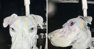 Lost Dog Returns Home And Rings Doorbell At 3 A.M. After Getting Spooked By Fireworks