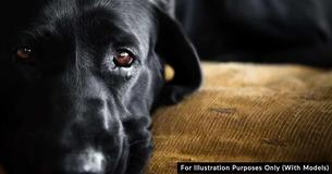 Dog Believed To Be 20 Years Old Found Mourning Beside Owner's Body