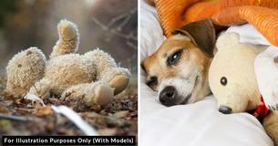 Dad Rescues Dog’s Beloved Teddy Bear After It Was Left Outside During Storm