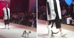Street Kitty Struts Fashion Show Catwalk And Shows Models How It's Done