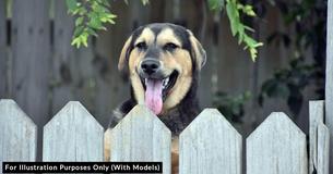 Man Fighting With Nightmare Neighbor Over Their Dogs After She Sprayed Dish Soap Up His Pup's Nose