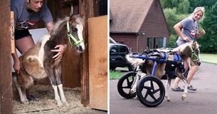 Miniature Horse Born With Bad Legs Gifted Wheelchair And Now Zooms Around Unstoppable