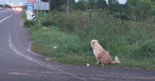 Lost Dog Waits In Same Spot For 4 Years Until His Owners Came Back