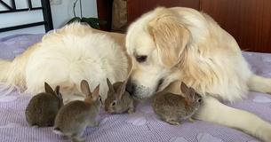 Golden Retriever Happy To Play ‘Mom’ To Baby Bunnies Who Cuddle Up To Him