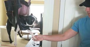 Dog Hates Getting His Claws Clipped So Dad Cuts Holes In Purse As Innovative Grooming Hack