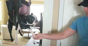 Dog Hates Getting His Nails Trimmed So Father Cuts Holes In Purse For Brilliant Grooming Trick