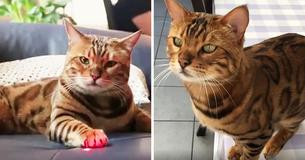 Introducing Thor, The World's Most Beautiful Bengal Cat With Spots And Stripes