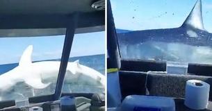 Massive Shark Suddenly Jumps Onto A Ship, Stunning Those Aboard