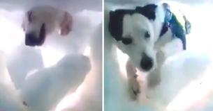 Man Buried In Snow Records Rescue Dog Hard At Work 'Saving' Him