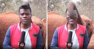 Adorable Baby Elephant Steals Spotlight In The Middle Of Journalist’s Report