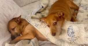 Dog Finds Her 'Twin' While On A Walk, Persuades Owner To Adopt Him