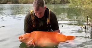 Man Catches Gigantic Goldfish Weighing Almost 70 Pounds After 25-Minute Fight