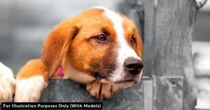 Owners Abandoned Puppy Along With Old Chair, Leaving Him Waiting For Their Return