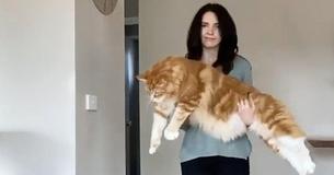Couple Adopts Tiny Maine Coon Kitten Not Expecting Him To Become Longest Cat In The World