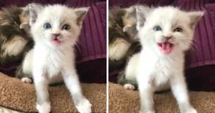 Foster Kitten Captures Hearts By Smiling Adorably During A Photo Shoot