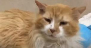Cat Walks 12 Miles To Reunite With Family Who Abandoned Him, But They Sent Him To Be Euthanized
