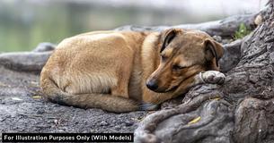 Abandoned Dog Found Lying In The Dirt After His Heartless Owners Moved Away And Left Him To Die