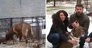 Family Says It Was Like A Christmas Miracle To Reunite With Their Dog 6 Months After She Went Missing
