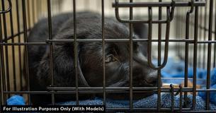 Airline Accidentally Flies Couple’s Rescue Dog To Different Country Where She Was Kept In Cage For 60 Hours