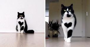Zoë The Cat Was Born With Heart Markings On Her Chest