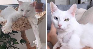 Cat With Extra Toes Due To Heterochromia Was Abandoned In The Streets Before She Became A Social Media Star