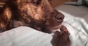 Therapy Dog Was Depressed Because He Had No One To Play With, Then He Found ‘Riff’ The Rescued Rat