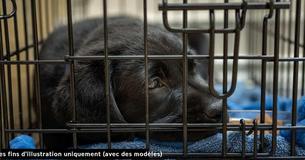 Une compagnie aérienne envoie accidentellement le chien de sauvetage d'un couple dans un autre pays où il a été gardé en cage pendant presque 60 heures