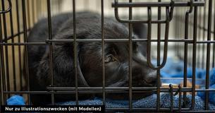 Fluggesellschaft fliegt den Rettungshund eines Paares versehentlich in ein anderes Land, wo er 60 Stunden lang in einem Käfig gehalten wurde