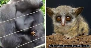 Giant Gorilla & One Of The World’s Smallest Primates Strike Up An Unlikely Friendship