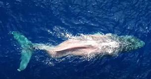 Een walvis met een gebroken ruggengraat zwemt bijna 5.000 kilometer van Canada naar Hawaï