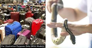 Passenger Stowed Slithering Surprise In Carry-On, Security Uncovers The Pet Before Takeoff