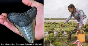 9-Year-Old Unearths 15-Million-Year-Old Fossil While Wading At The Beach