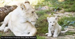 White Lion And White Tiger Had Cubs Together – They’re The Cutest
