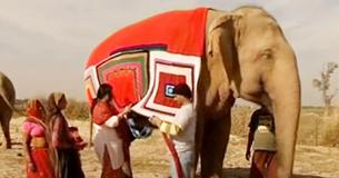 Villagers Are Knitting Giant Sweaters For Elephants To Protect Them From Near-Freezing Temperatures