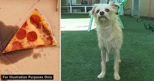 Stray Dog Snatches Slice Of Pizza From Workers During Lunch Break, Leads Them To Starving Family