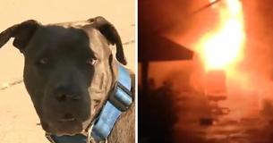 Home Burned Down With A Toddler Inside When Hero Pit Bull Drags Baby To Safety By Her Diaper