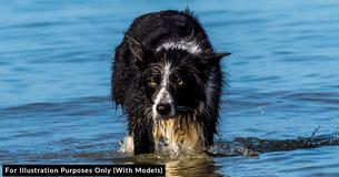 Woman Sees Frightened Dog With 13lb Anchor Around Its Neck Near River