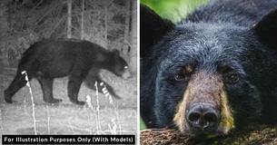 Bear Made People Smile After Taking 400 Selfies Using Wildlife Camera