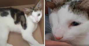 A Rescue Kitten Born With Four Ears And One Eye Found A Caring Family At Last