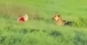 Rescuers Attempt To Get Close To Stray Dog For Months, Then A 6-Year-Old Girl Tries And Succeeds