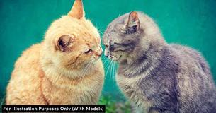 Does Your Cat Love You? 10 Fascinating Ways Felines Say Those Three Little Words
