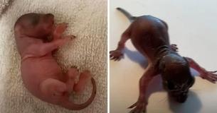 Man Notices Teeny Unknown Baby Critter In His Driveway & Puts His All Into Keeping It Alive