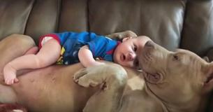 Dad Stands Behind Decision To Let His 1-Year-Old Nap With Their Pet Pit Bull