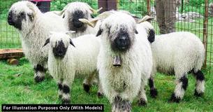 Meet Swiss Breed Of Sheep Which Look Just Like Stuffed Animals