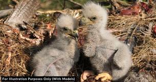 Woman Discovers Cute Baby Eaglets In Middle Of Road And Realizes They Need Her Help