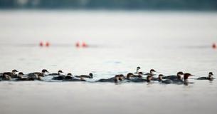 ‘Super Mom’ Seen On Lake In Minnesota — With 56 Ducklings Following Behind Her