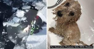 Brave Teen Jumps Into Icy Water To Help Save The Life Of An 83-Year-Old Man And His Dog